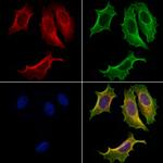 Apolipoprotein M Polyclonal Antibody