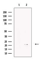 Apolipoprotein M Antibody in Western Blot (WB)