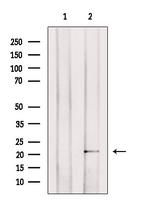 Apolipoprotein M Antibody in Western Blot (WB)