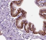 Aquaporin 3 Antibody in Immunohistochemistry (Paraffin) (IHC (P))