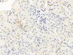 Aquaporin 3 Antibody in Immunohistochemistry (Paraffin) (IHC (P))