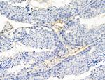 Aquaporin 3 Antibody in Immunohistochemistry (Paraffin) (IHC (P))