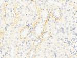 Aquaporin 3 Antibody in Immunohistochemistry (Paraffin) (IHC (P))