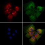 ARF1/ARF3/ARF5/ARF6 Polyclonal Antibody