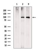 Argonaute 4 Antibody in Western Blot (WB)