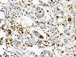 ARIH2 Antibody in Immunohistochemistry (Paraffin) (IHC (P))