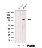 C12orf11 Polyclonal Antibody