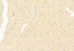 ATF6 Antibody in Immunohistochemistry (Paraffin) (IHC (P))