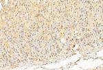 ATF6 Antibody in Immunohistochemistry (Paraffin) (IHC (P))