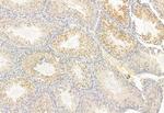 ATF6 Antibody in Immunohistochemistry (Paraffin) (IHC (P))