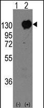 M-cadherin Antibody in Western Blot (WB)