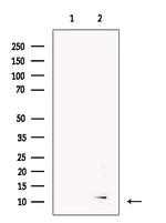 BAGE2 Antibody in Western Blot (WB)