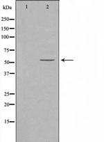 BAIAP2L1 Antibody in Western Blot (WB)