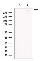 Bassoon Antibody in Western Blot (WB)