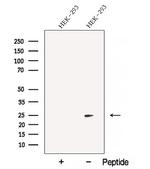 BMF Polyclonal Antibody