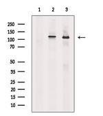 BIKE Polyclonal Antibody