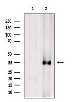 IBSP Antibody in Western Blot (WB)