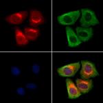 Seipin Antibody in Immunocytochemistry (ICC/IF)