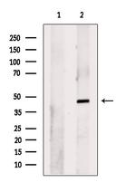 Seipin Antibody in Western Blot (WB)