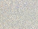 Complement C3 Antibody in Immunohistochemistry (Paraffin) (IHC (P))