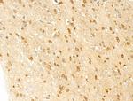 LAMTOR4 Polyclonal Antibody