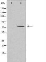 ZNHIT6 Polyclonal Antibody