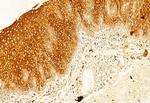 Calnexin Polyclonal Antibody
