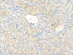 CAP1 Antibody in Immunohistochemistry (Paraffin) (IHC (P))