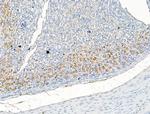 CAP1 Antibody in Immunohistochemistry (Paraffin) (IHC (P))