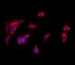 GPIP137 Polyclonal Antibody