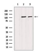 GPIP137 Antibody in Western Blot (WB)
