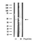 Carboxypeptidase A1 Polyclonal Antibody