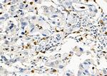 CSN1S1 Polyclonal Antibody