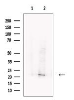 CSN1S1 Antibody in Western Blot (WB)