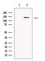 Caspr2 Antibody in Western Blot (WB)