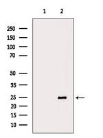 HP1 beta Antibody in Western Blot (WB)