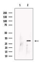 CCDC28A Antibody in Western Blot (WB)