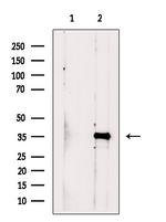 CCDC34 Antibody in Western Blot (WB)