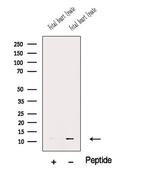 MCP-2 Polyclonal Antibody