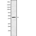 Cyclin I Polyclonal Antibody