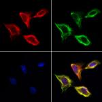 CD166 Polyclonal Antibody