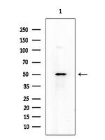 CD19 Antibody in Western Blot (WB)