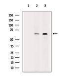 CD19 Antibody in Western Blot (WB)