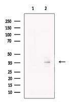 CD1a Antibody in Western Blot (WB)