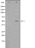 CD27 Antibody in Western Blot (WB)