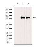 CD44 Antibody in Western Blot (WB)