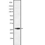 CD48 Polyclonal Antibody