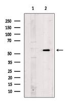 CD7 Antibody in Western Blot (WB)