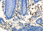 CD8 Polyclonal Antibody