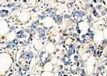 CD80 Antibody in Immunohistochemistry (Paraffin) (IHC (P))
